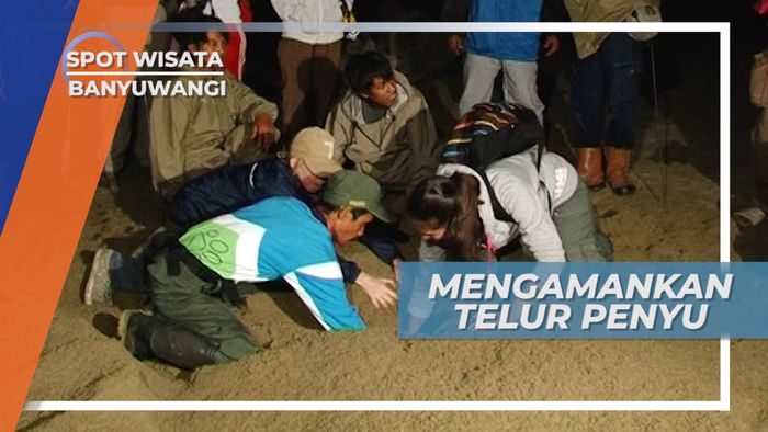 Menghindari Predator, Telur-telur Penyu Dipindahkan ke Tempat Penangkaran, Banyuwangi