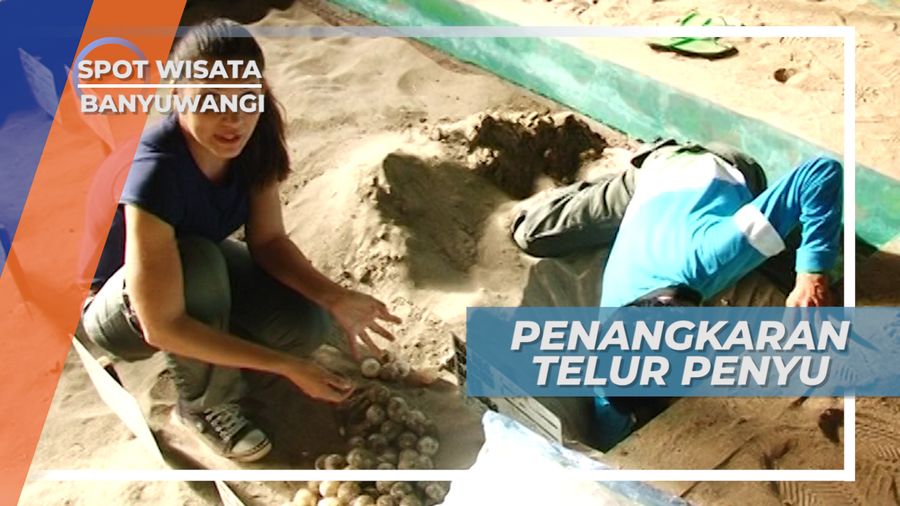 Proses Penetasan Semi-Alami di Penangkaran Penyu Pantai Sukamade, Banyuwangi