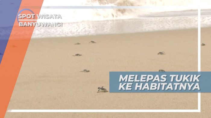 Melepas Tukik ke Laut Lepas, Momen Seru Bikin Haru, Banyuwangi