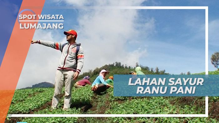 Sayur Tomeo, Sumber Kehidupan Warga Ranu Pani, Lumajang