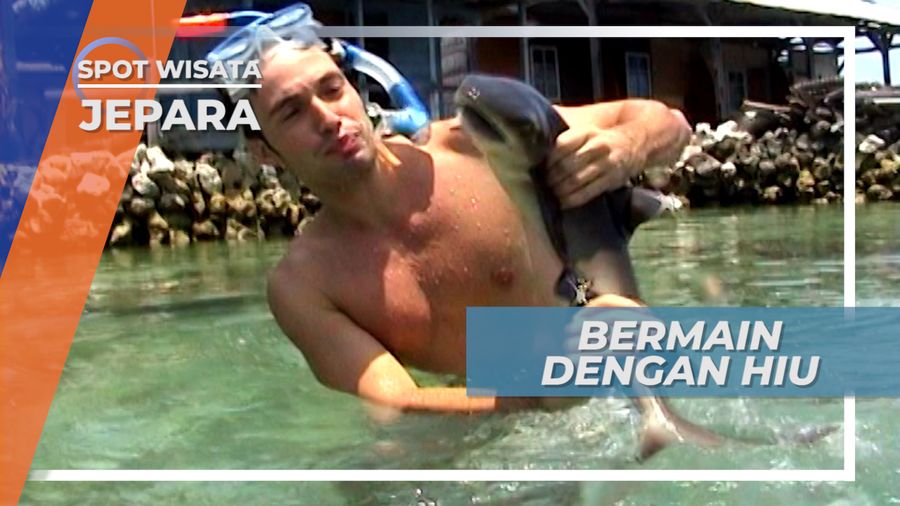 Bermain Hiu Jinak Karimunjawa Jawa Tengah