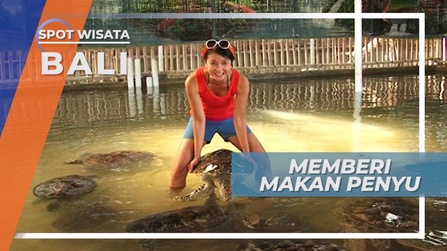 Pulau Penyu, Penangkaran Penyu di Tanjung Benoa, Bali