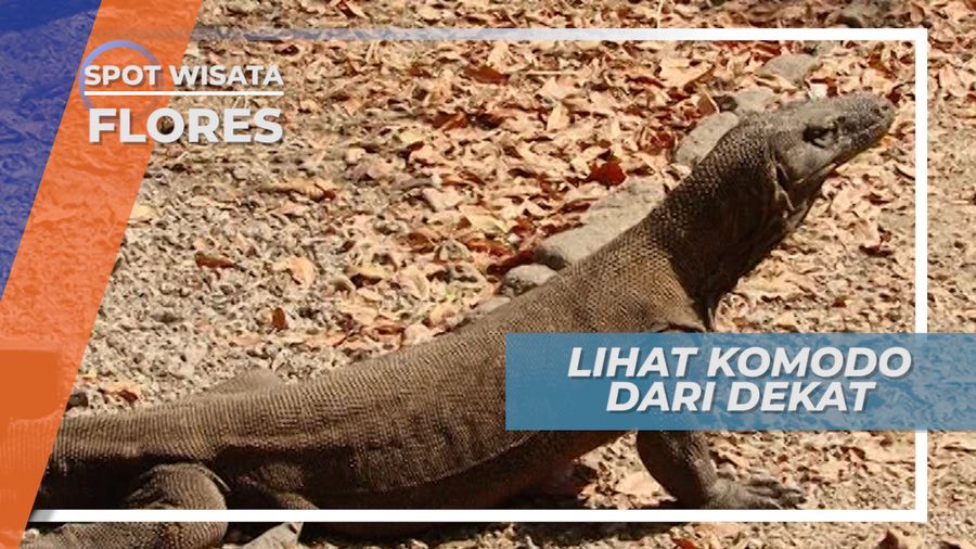 Bertemu dan Mengenal Komodo Lebih Dekat, Flores