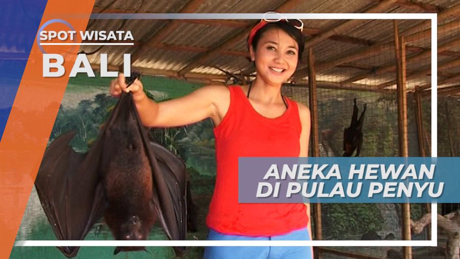 Aneka Satwa di Pulau Penyu Tanjung Benoa Bali