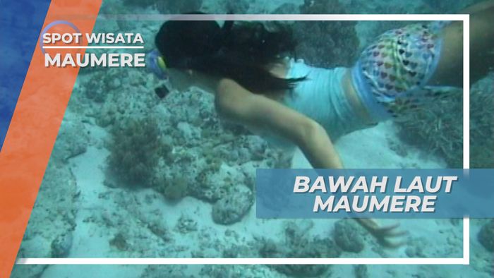Terumbu Karang dan Biota Laut, Bukti Keindahan Bawah Laut Maumere