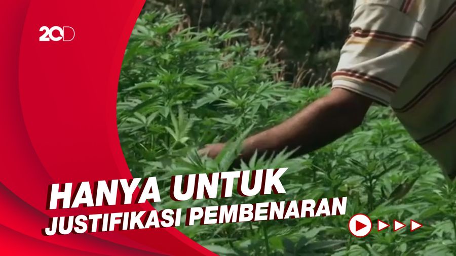 Kata Peneliti Soal Ganja Disebut Tak Layak Dikategorikan Narkotika Golongan I