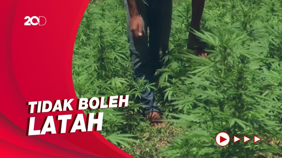 Peneliti Ragukan Kedewasaan Masyarakat Terkait Penggunaan Ganja