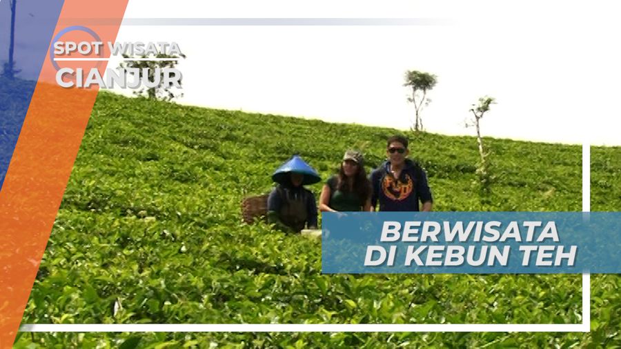 Menikmati Sejuknya Hamparan Kebun Teh Cianjur, Jawa Barat