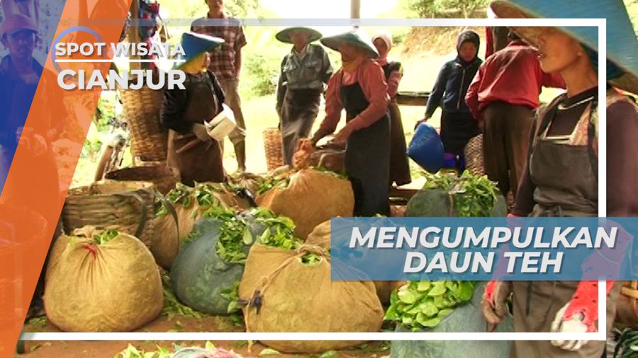 Mengumpulkan Hasil Petikan Daun Teh Cianjur, Jawa Barat
