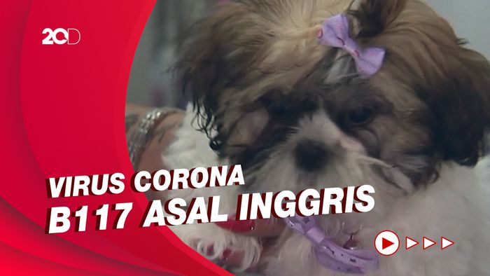 Peneliti Sebut Anjing dan Kucing Bisa Terinfeksi COVID-19 