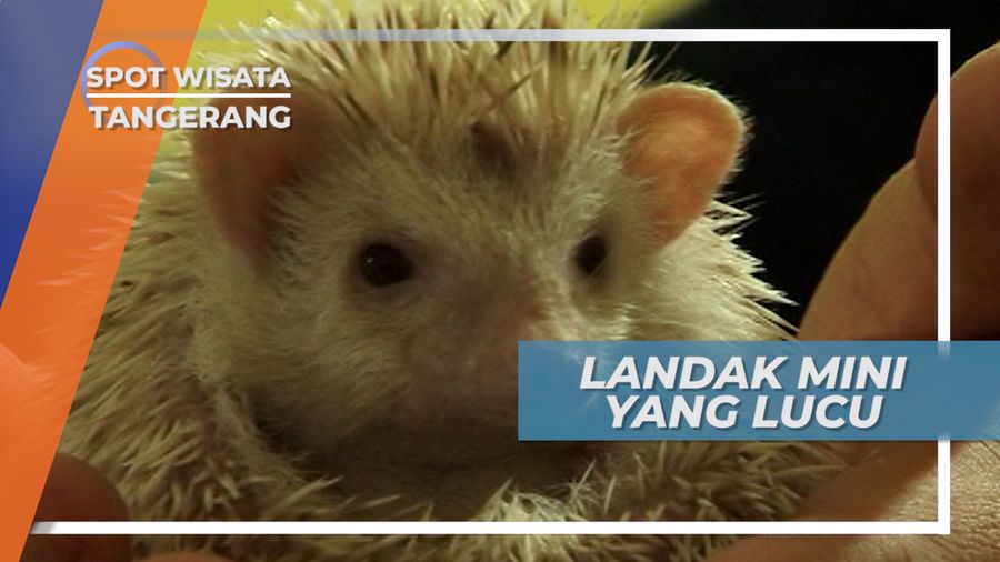 Lucunya Landak-landak Mini di Tangerang