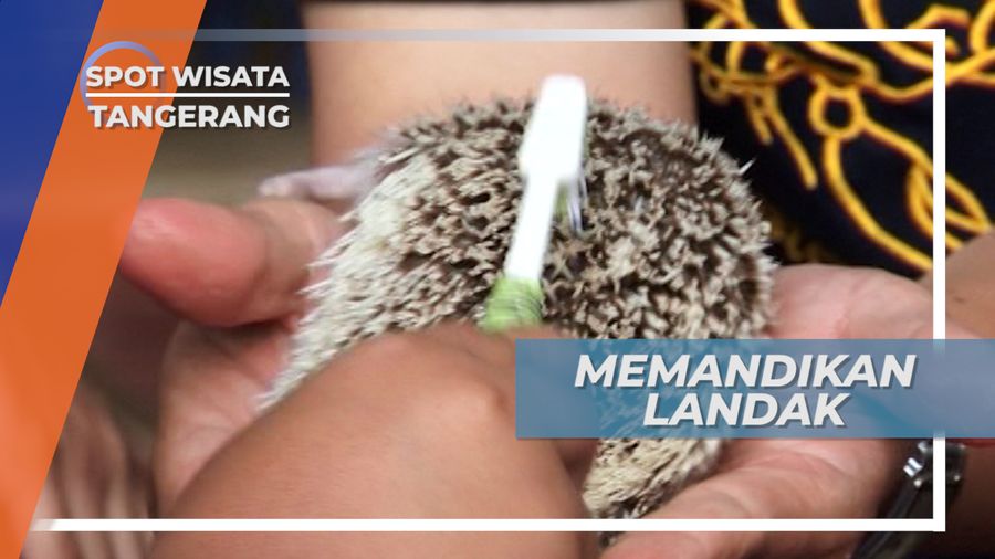 Memandikan Landak Mini Menggunakan Sikat Gigi, Tangerang