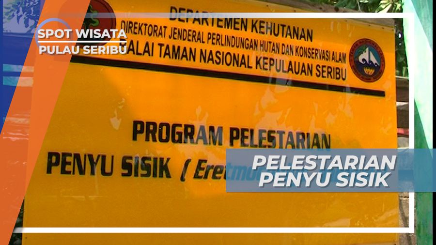 Pelestarian Penyu Sisik Pulau Pramuka Kepulauan Seribu