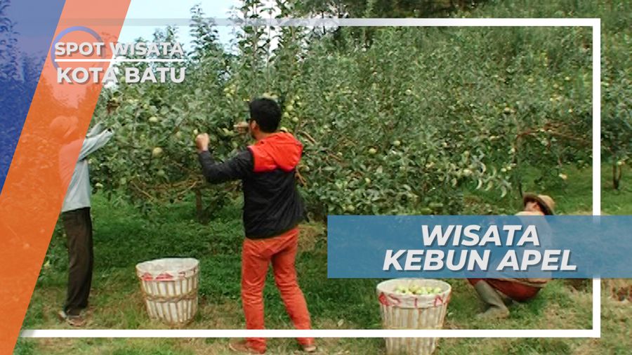 Kebun Apel yang Subur, Andalan Wisata Kota Batu Jawa Timur