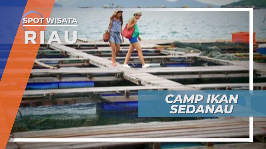 Camp Ikan Sedanau, Penangkaran Ikan Laut Natuna