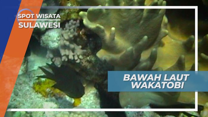 Indahnya Bawah Laut Taman Nasional Wakatobi Sulawesi Tenggara