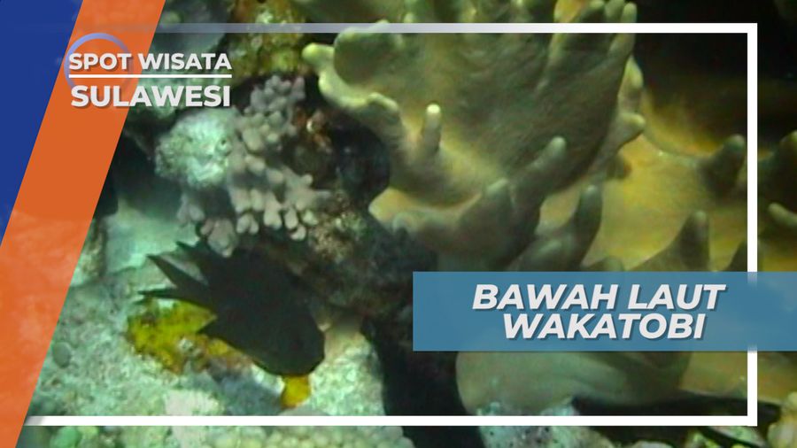 Indahnya Bawah Laut Taman Nasional Wakatobi Sulawesi Tenggara
