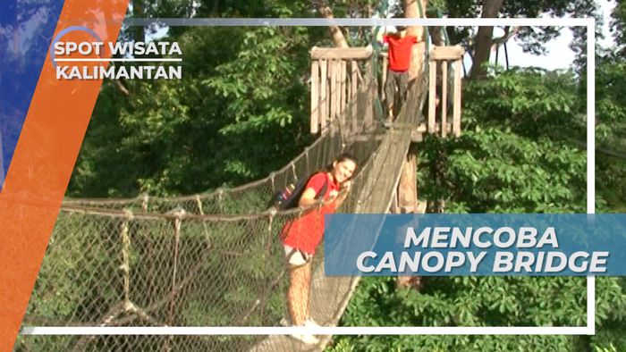 Jembatan Pohon Raksasa di Hutan Wisata Bukit Bangkiray Samboja Kalimantan Timur