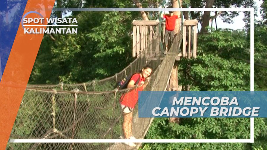 Jembatan Pohon Raksasa di Hutan Wisata Bukit Bangkiray Samboja Kalimantan Timur