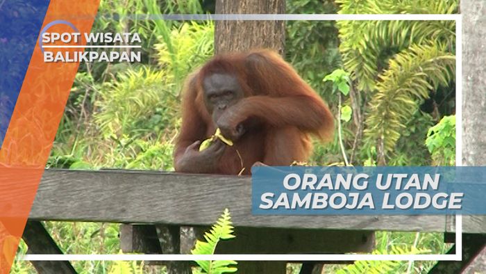 Saatnya Makan Orang Utan Samboja Lodge Kutai Kartanegara, Kalimantan Timur