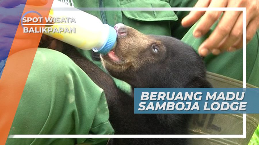 Beruang Madu Samboja Yang Masih Menyusui, Kutai Kartanegara, Kalimantan Timur