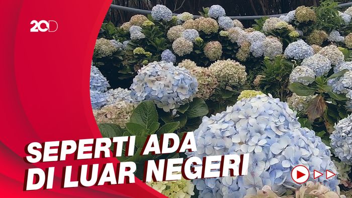 Celebrity on Vacation: Cantiknya Taman Edelweis di Gunung Papandayan