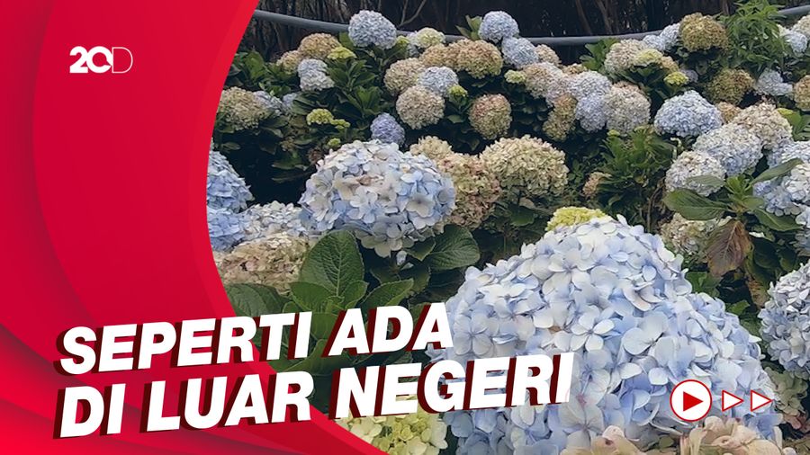 Celebrity on Vacation: Cantiknya Taman Edelweis di Gunung Papandayan