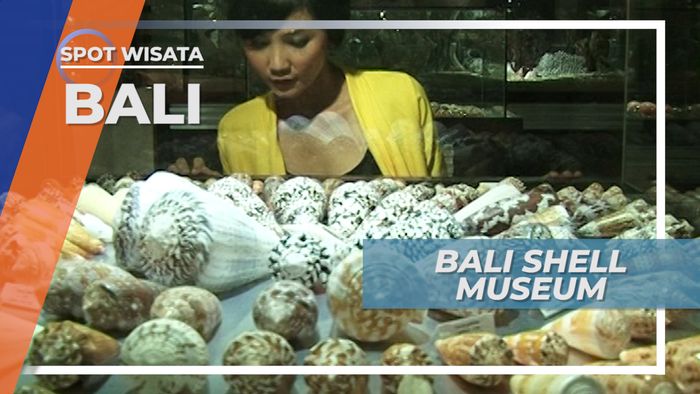 Bali Shell Museum, Beragam Kerang dan Biota Laut di Kuta Bali