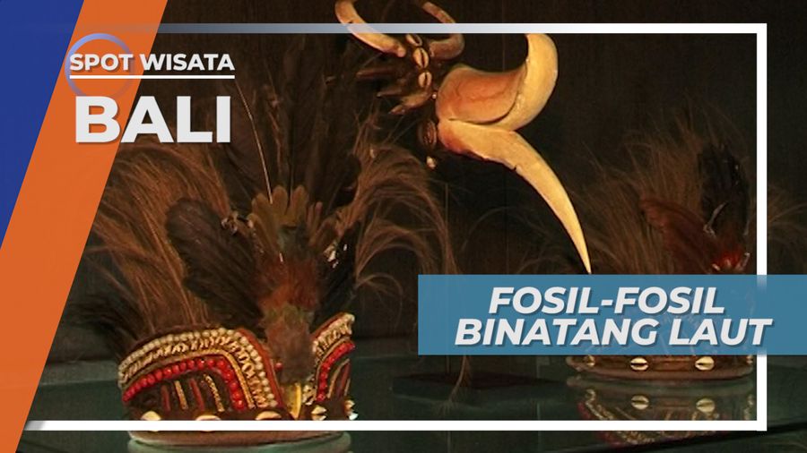 Fosil-fosil Binatang Laut Sebagai Asesoris, Museum Kerang Bali