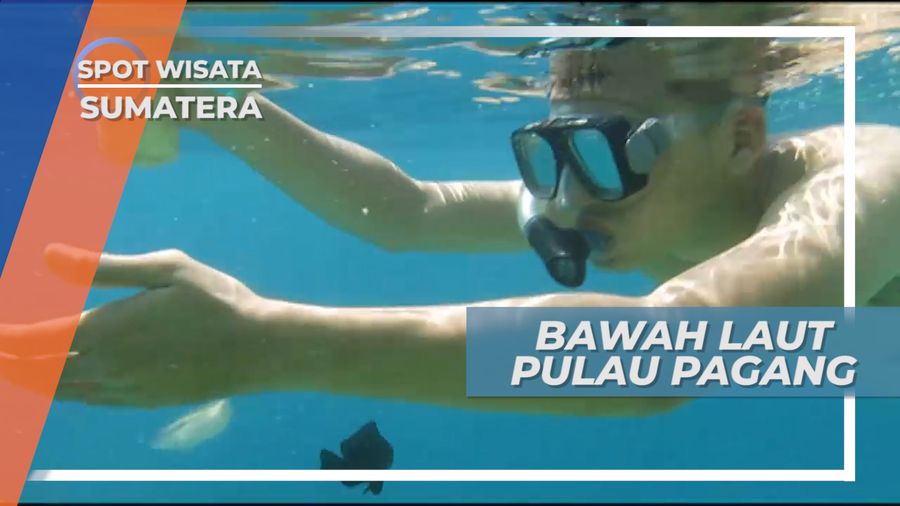 Keindahan Dunia Bawah Laut Pulau Pagang yang Mempesona, Sumatera Barat