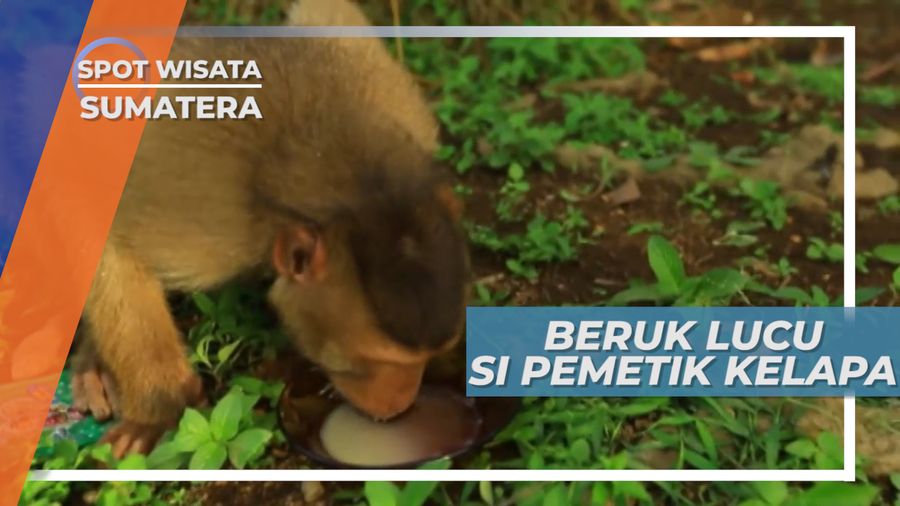 Beruk, Rekan Kerja Masyarakat Padang Pariaman Sebagai Pemetik Kelapa
