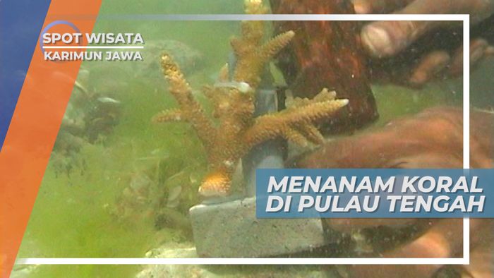 Membantu Tumbuhnya Terumbu Karang Di Pulau Tengah Karimun Jawa