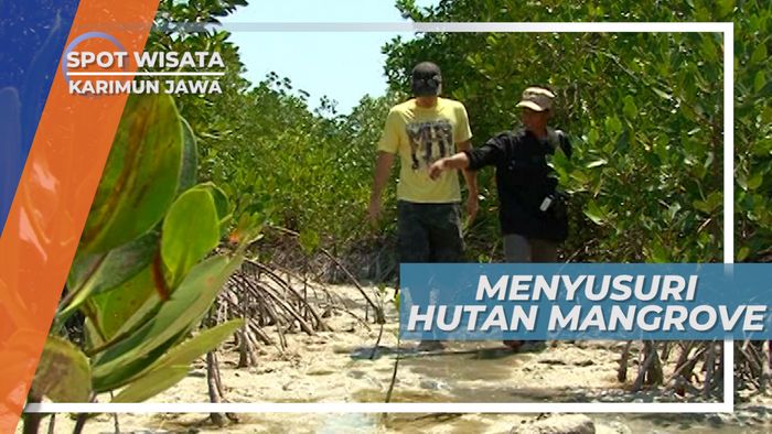 Hutan Mangrove, Penahan Abrasi di Karimun Jawa