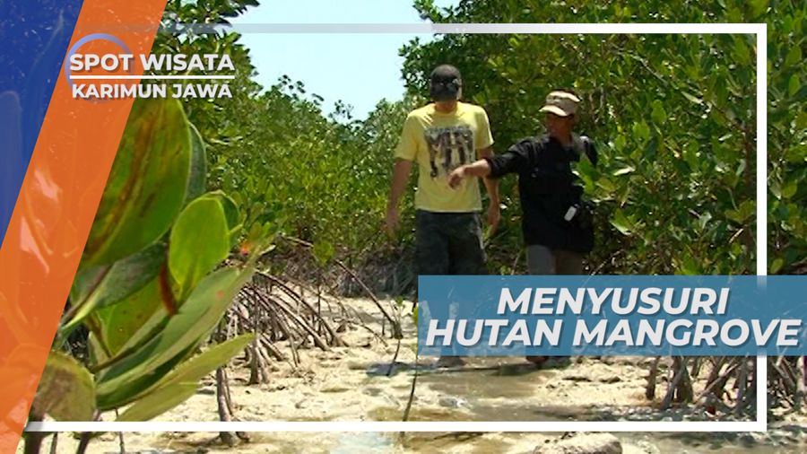 Hutan Mangrove, Penahan Abrasi di Karimun Jawa