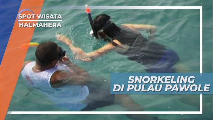Snorkeling Menikmati Keindahan Biota Laut di Pulau Pawole Halmahera 