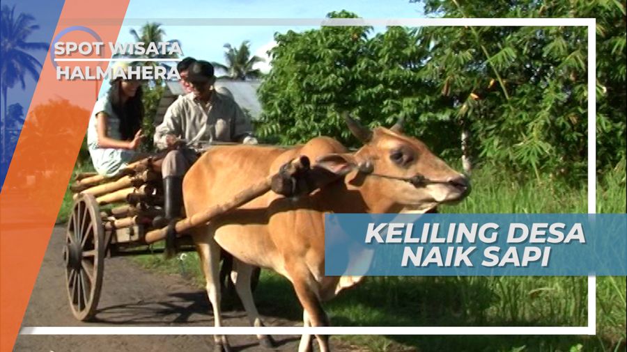 Serunya Berkeliling Desa Naik Gerobak Sapi, Halmahera 