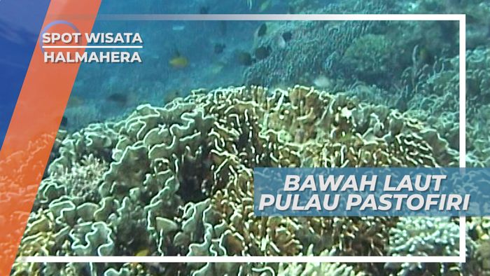 Indahnya Bawah Laut Pulau Pastofiri, Surga Tersembunyi di Halmahera