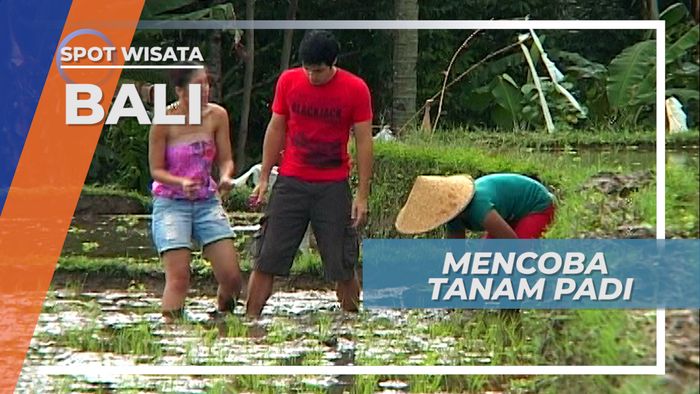 Mencoba Sensasi Menanam Padi Langsung di Sawah, Bali
