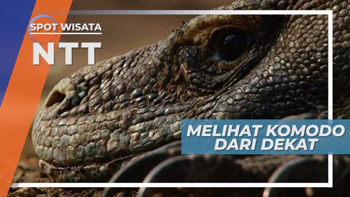 Sensasi Melihat Komodo dari Dekat, Nusa Tenggara Timur