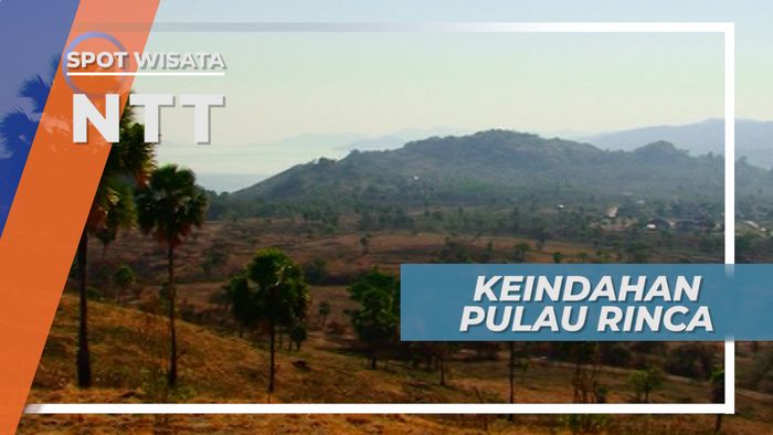 Keindahan Padang Savana Pulau Rinca yang Eksotis, Nusa Tenggara Timur