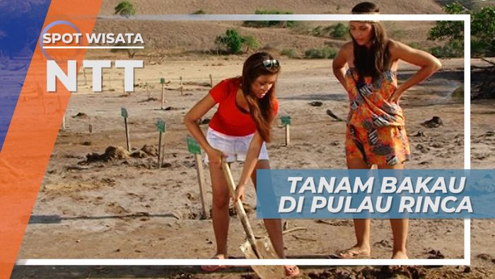 Melestarikan  Alam Pulau Rinca dengan Menanam Pohon Bakau, Nusa Tenggara Timur