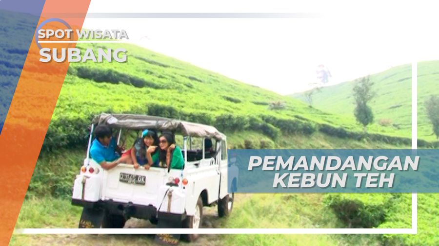 Sejuknya Bersantai Di Hamparan Kebun Teh yang Asri, Subang Jawa Barat