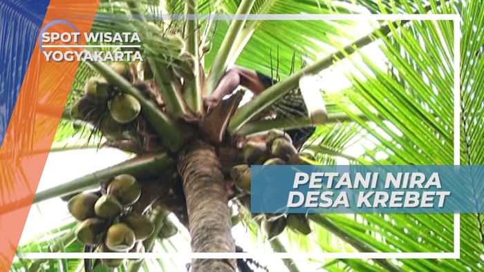 Begini Cara Petani Memanen Nira di Desa Krebet, Yogyakarta
