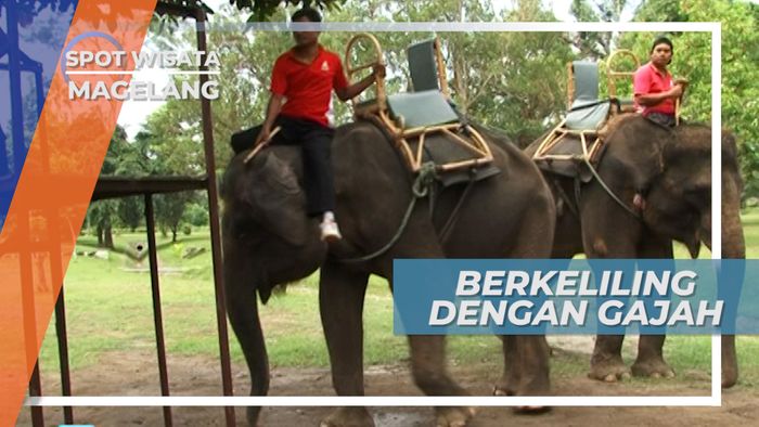 Sensasi Menunggangi Gajah Sambil Menikmati Kawasan Borobudur, Magelang