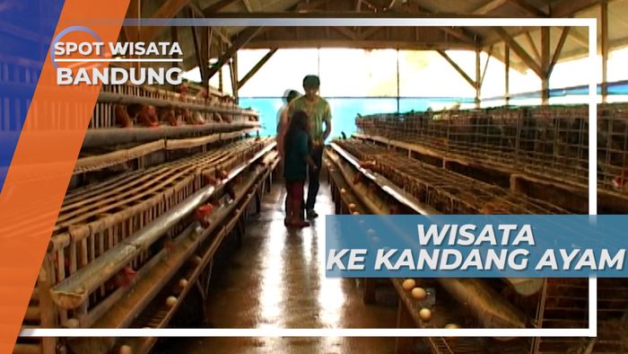 Mengunjungi Kandang Ayam Petelur di Bandung
