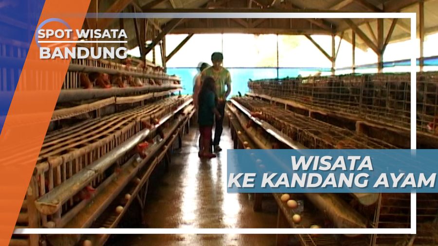 Mengunjungi Kandang Ayam Petelur di Bandung