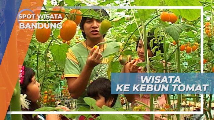 Kebun Buah Tomat Cherry Yang Manis Di Bandung