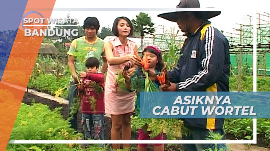 Cabut Wortel Langsung Dari Kebun Wisata di Bandung