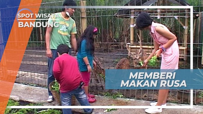 Rusa Aja Makan Sayur, Masak Kamu Tidak
