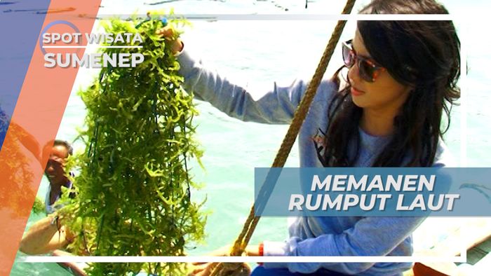 Memanen Rumput Laut Pulau Talango Sumenep Madura Jawa Timur